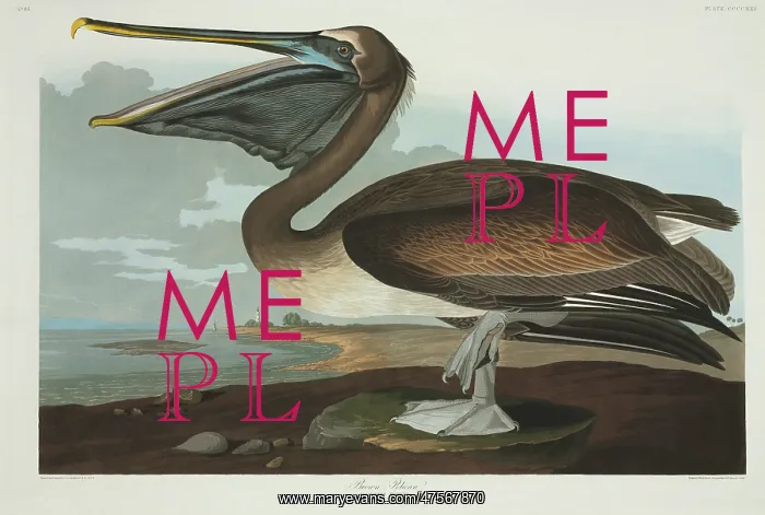 : Pelecanus occidentalis, brown pelican : Pelecanus occidentalis, brown pelican