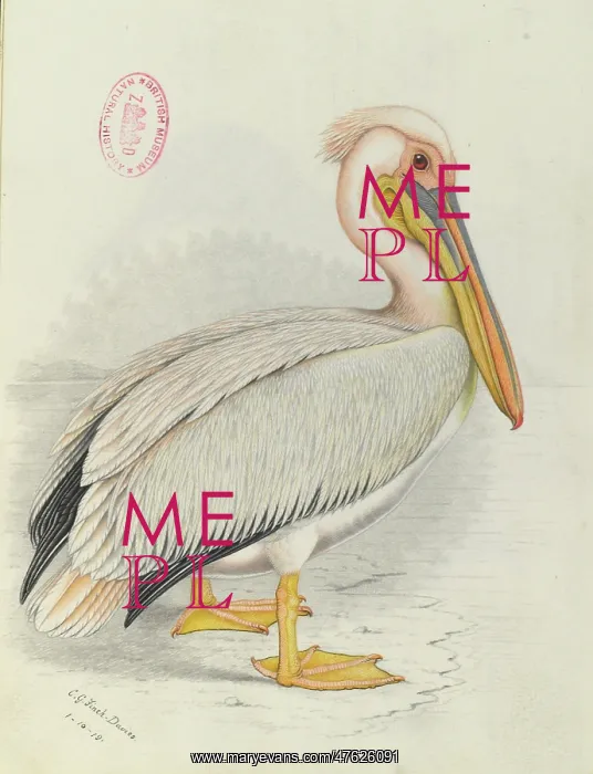 : Pelecanus onocrotalus, Great white pelican : Pelecanus onocrotalus, Great white pelican