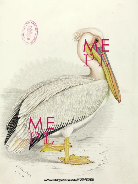 : Pelecanus onocrotalus, great white pelican : Pelecanus onocrotalus, great white pelican