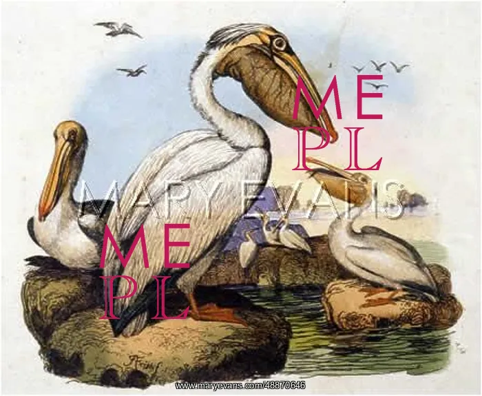  : PELICAN. A pelican sitting at the water's edge while another eats a fish 