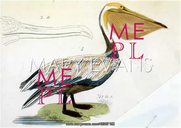  : PELICAN (EARLY C19)