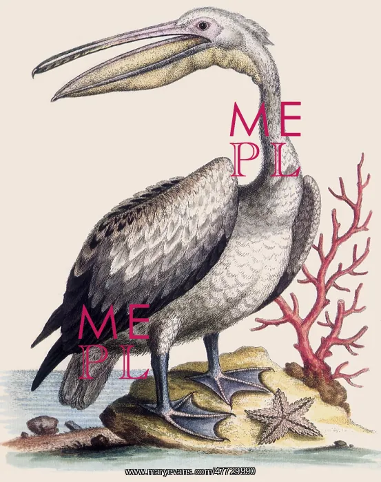  : Pelican, Pelecanus onocrotalus
