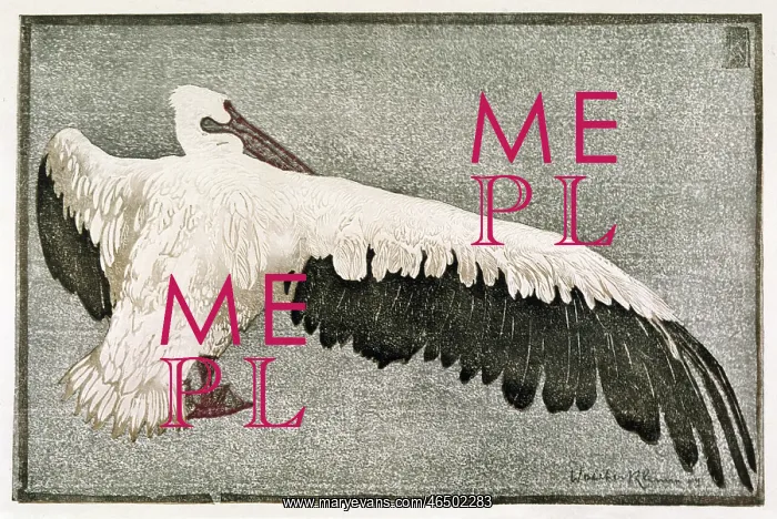 : Pelican with Spread Wing : Pelican with Spread Wing