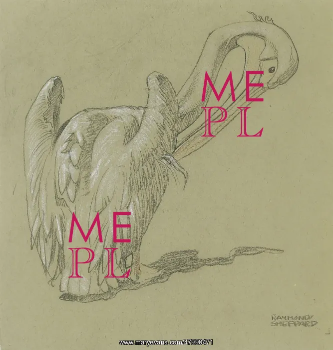  : Pelican Studies