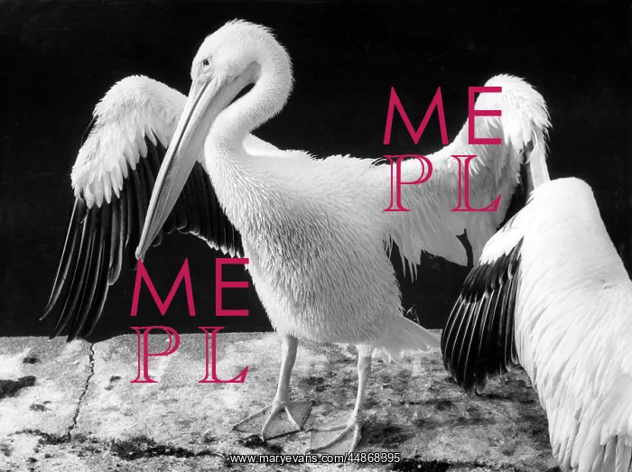  : PELICANS. A pelican spreads its wings