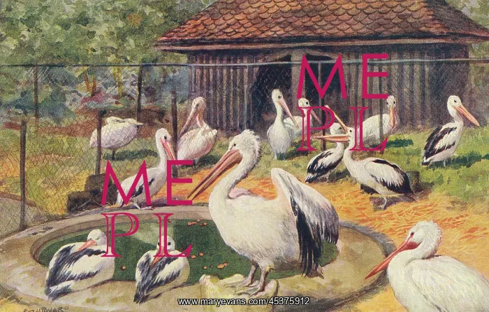  : Pelicans at London Zoo