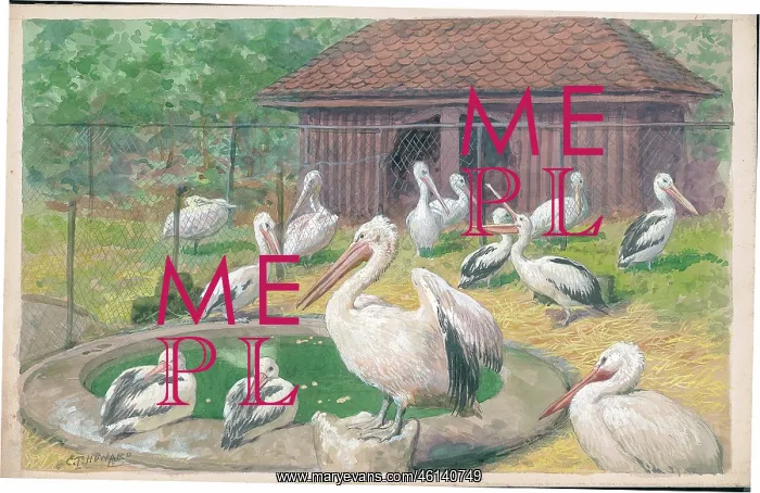 : Pelicans at London Zoo : Pelicans at London Zoo
