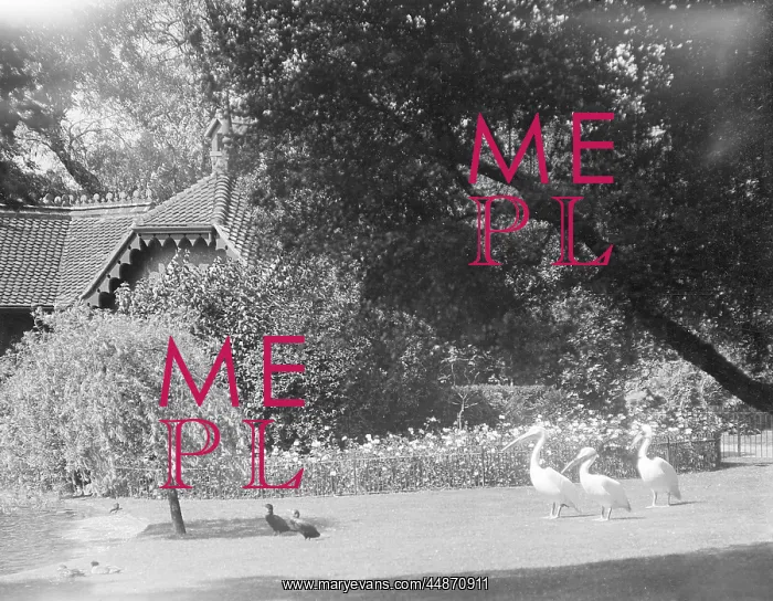 : PELICANS IN THE PARK : PELICANS IN THE PARK