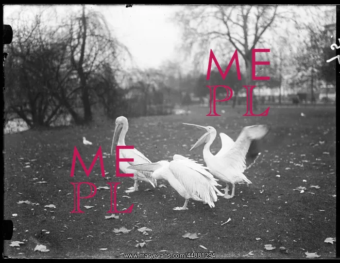 : Pelicans in the Park : Pelicans in the Park
