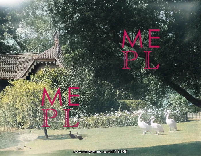 : PELICANS IN THE PARK : PELICANS IN THE PARK
