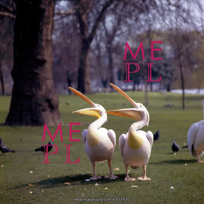  : Two pelicans in a park