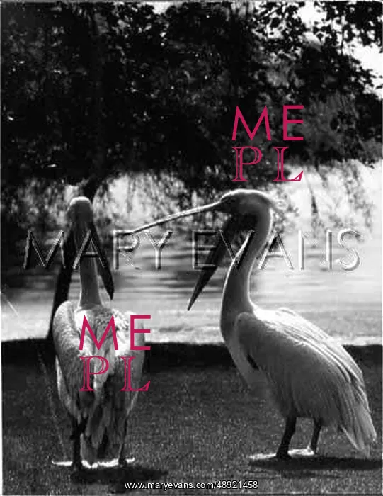 : PELICANS / ST JAMES PARK : PELICANS / ST JAMES PARK