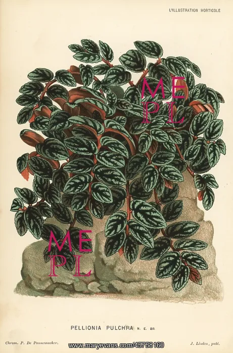: Pellionia repens foliage plant : Pellionia repens foliage plant