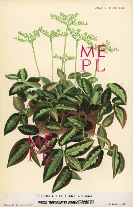 : Pellionia repens foliage plant : Pellionia repens foliage plant