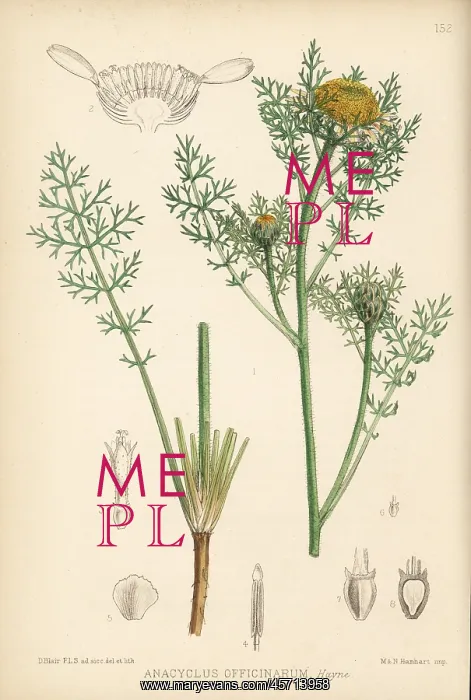 : Pellitory, Anacyclus pyrethrum : Pellitory, Anacyclus pyrethrum