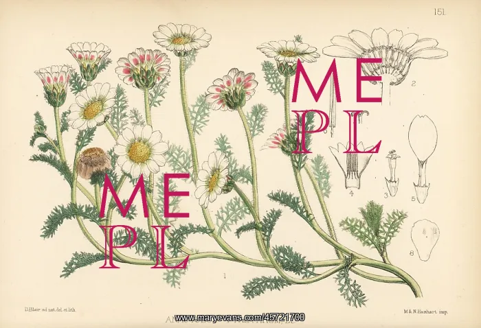 : Pellitory of Spain, Anacyclus pyrethrum : Pellitory of Spain, Anacyclus pyrethrum