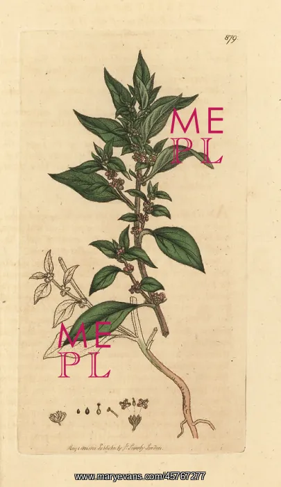 : Pellitory of the wall, Parietaria officinalis : Pellitory of the wall, Parietaria officinalis