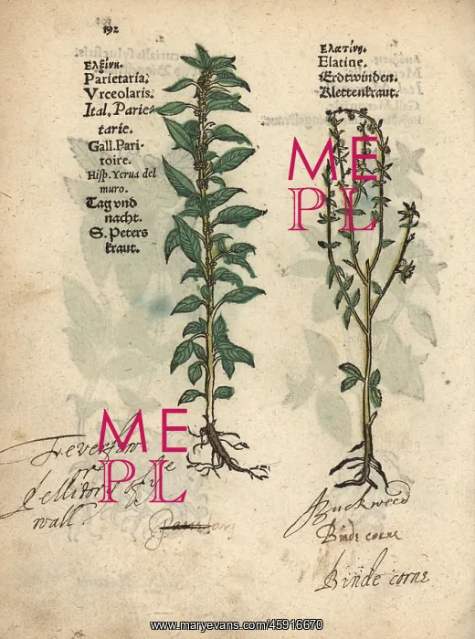 : Pellitory of the wall, Parietaria officinalis : Pellitory of the wall, Parietaria officinalis