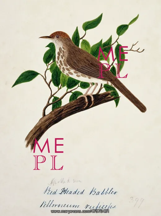 : Pellorneum ruficeps, puff-throated babbler : Pellorneum ruficeps, puff-throated babbler