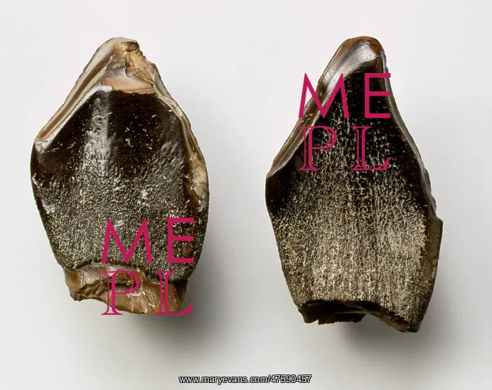  : Pelorosaurus teeth