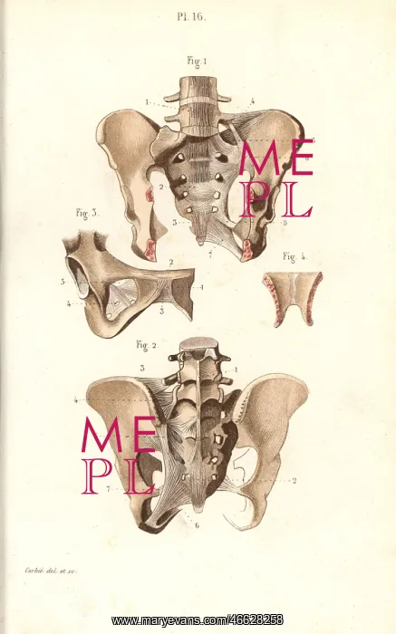 : Pelvis front and back : Pelvis front and back
