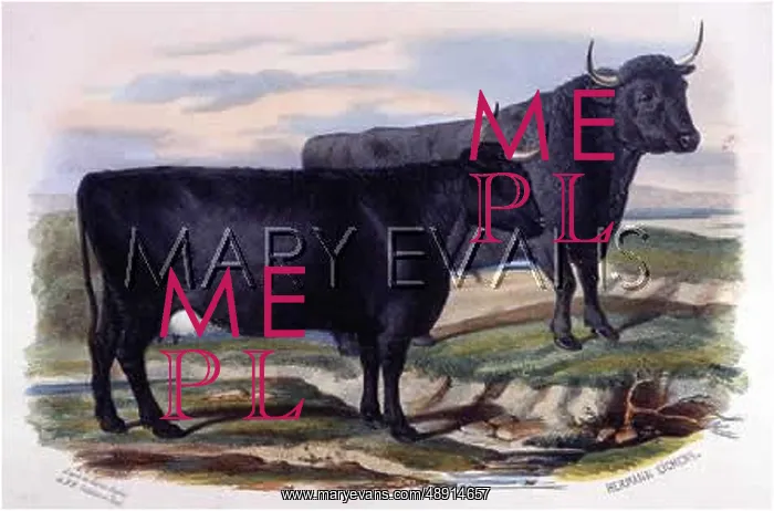 : PEMBROKE CATTLE : PEMBROKE CATTLE