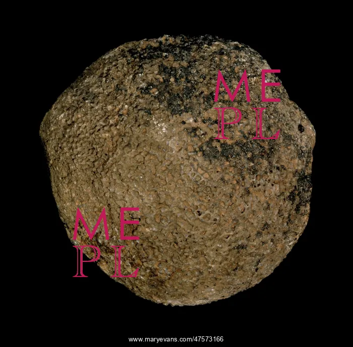 : Pemmatites, lithistid sponge : Pemmatites, lithistid sponge