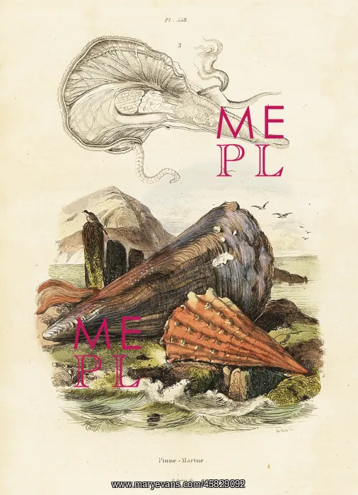 : Pen shells or fan mussels : Pen shells or fan mussels