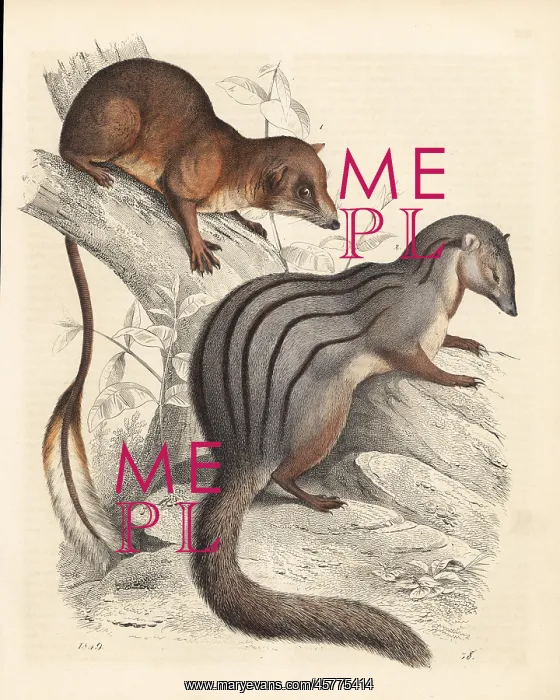 : Pen-tailed treeshrew 1 and narrow-striped : Pen-tailed treeshrew 1 and narrow-striped
