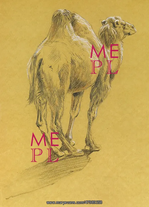 : Camel. A pencil and conte crayon study of a camel by Raymond Sheppard : Camel. A pencil and conte crayon study of a camel by Raymond Sheppard