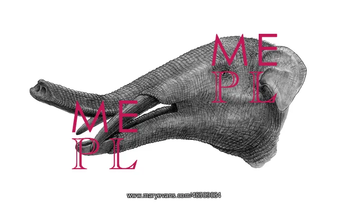  : Pencil drawing of Gomphotherium