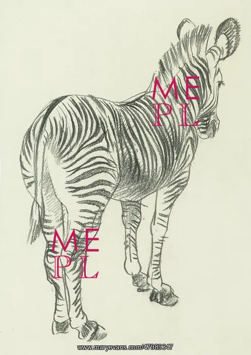  : Pencil sketch of a Zebra