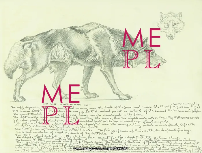 : Pencil study of a wolf : Pencil study of a wolf