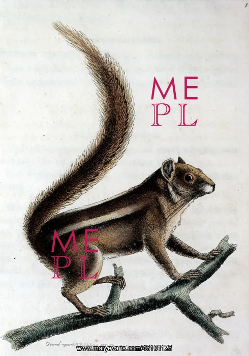 : Pencil-tailed squirrel on a branch : Pencil-tailed squirrel on a branch