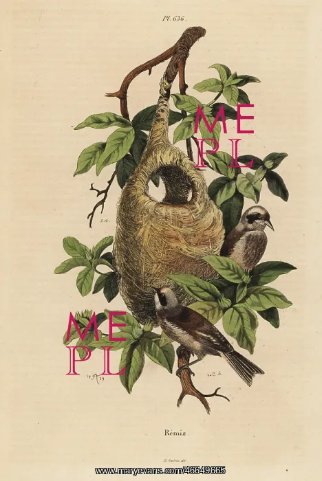 : Penduline tit, Remiz pendulinus, and nest : Penduline tit, Remiz pendulinus, and nest