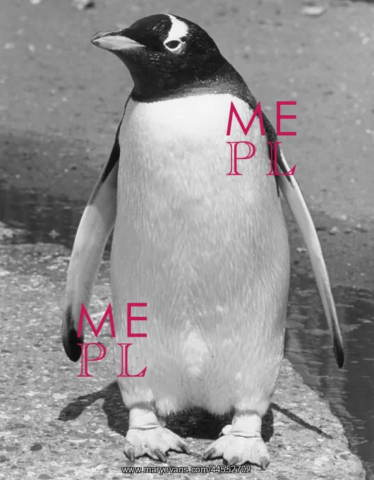  : PENGUIN. A rather pigeon-toed penguin