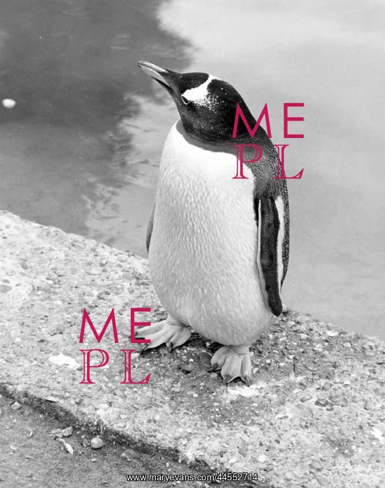  : PENGUIN. A penguin standing on the edge of a pool