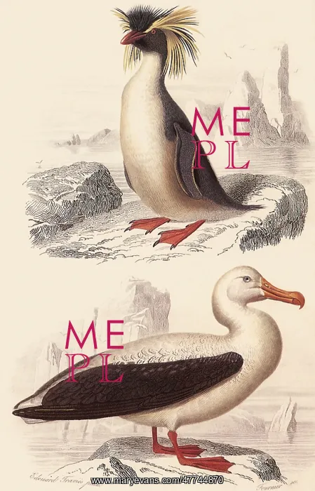 : A Penguin and an Albatross : A Penguin and an Albatross