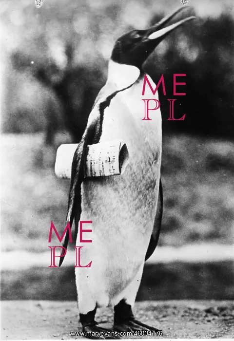: A penguin with newspaper : A penguin with newspaper