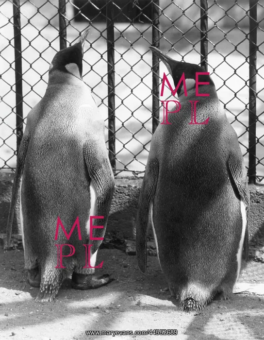 : PENGUIN PALS