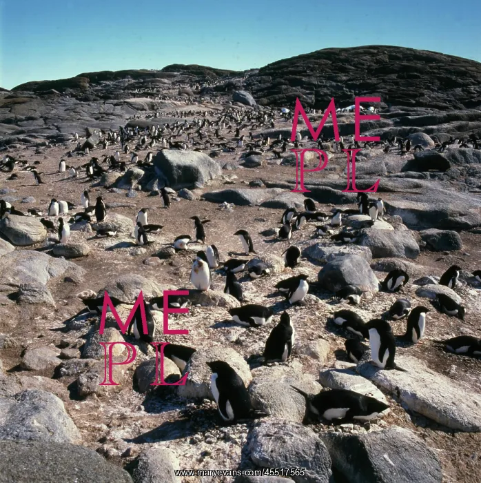 : Penguin, rookery, Antarctica : Penguin, rookery, Antarctica