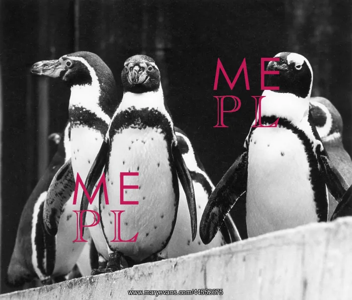  : PENGUINS. A group of penguins