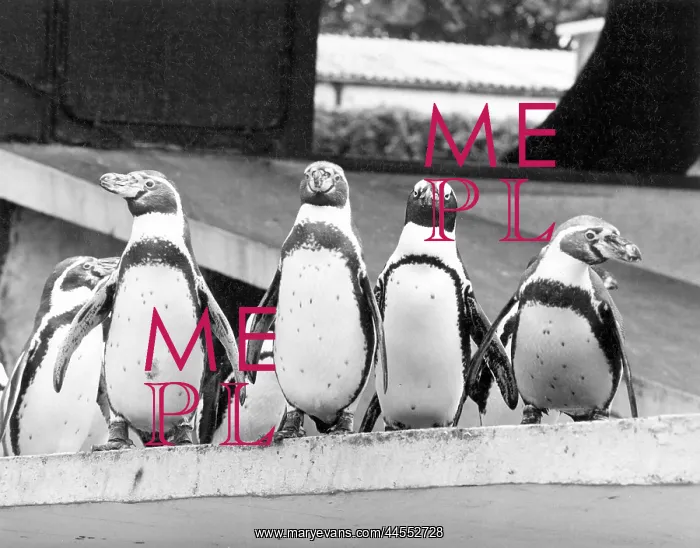  : PENGUINS. A group of penguins