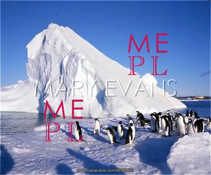 : PENGUINS ON THE ICE : PENGUINS ON THE ICE