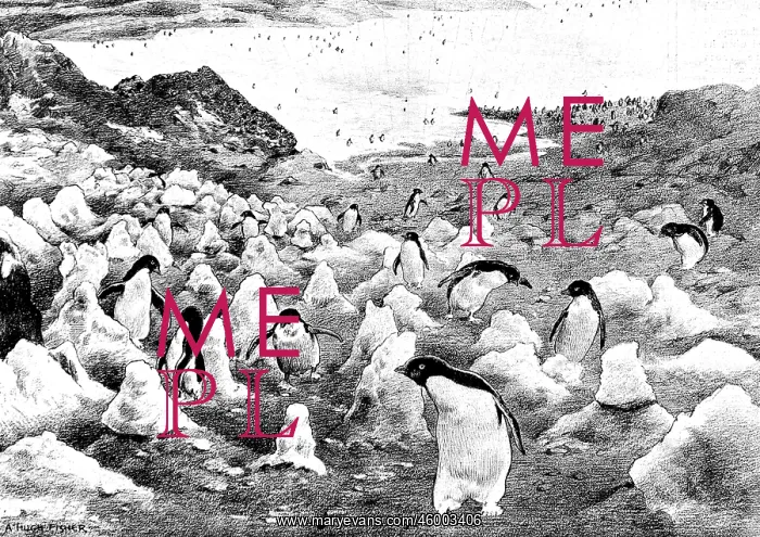 : Penguins walking up Cape Adare, Antarctica, c.1902 : Penguins walking up Cape Adare, Antarctica, c.1902