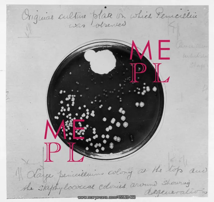 : Penicillin Culture - 1929 : Penicillin Culture - 1929