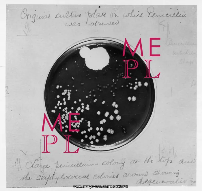 : Penicillin Culture - 1929 : Penicillin Culture - 1929