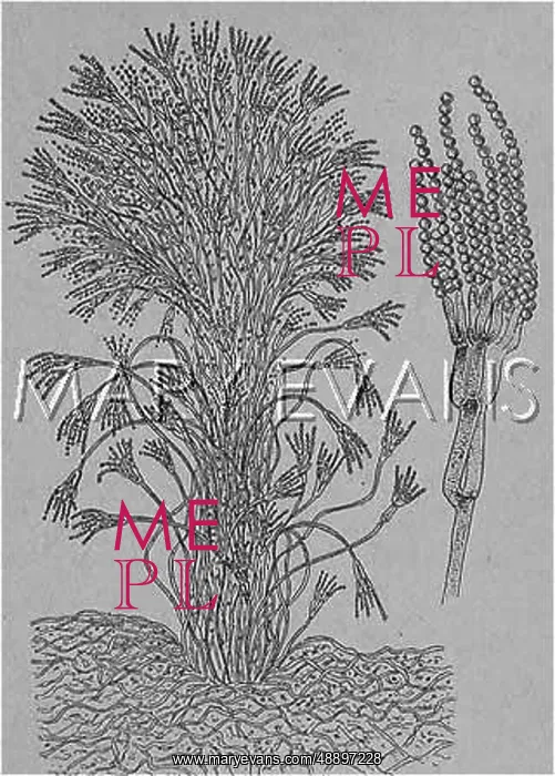 : PENICILLIUM GLAUCUM : PENICILLIUM GLAUCUM