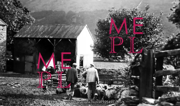  : Penning sheep in Buttermere, Lake District, early 1900s