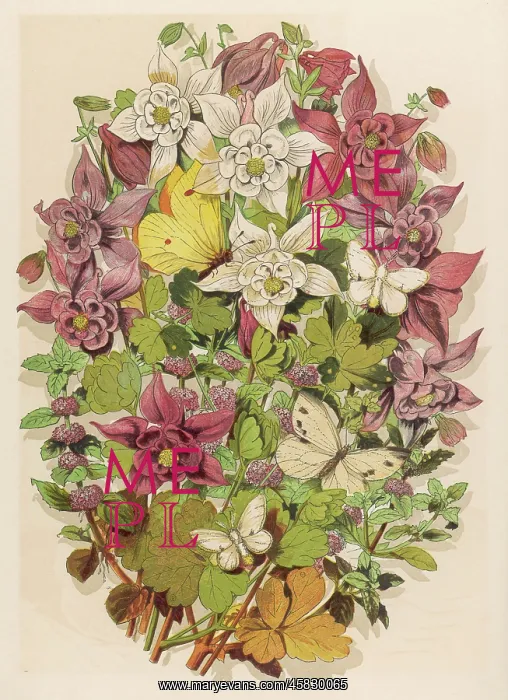 : PENNY ROYAL & COLUMBINE : PENNY ROYAL & COLUMBINE